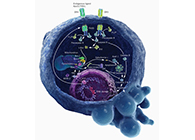 HQL造药、常州隆赛和上海J9集团将共同研新型抗癌药物