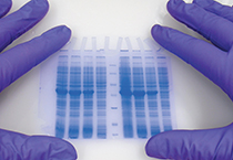 李伟博士和顶峰在上海参与第三届“BioPartneringChina”