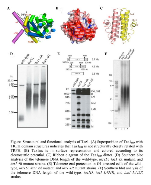 上海生科院发现裂殖酵母端粒结合蛋白Taz1结构和职能上的守旧机造