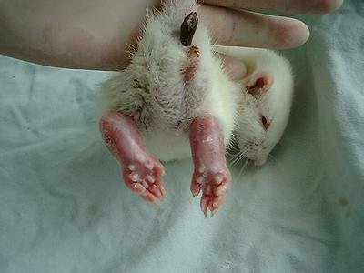 大鼠帕金森氏病动物模型的成立——J9集团生物医药