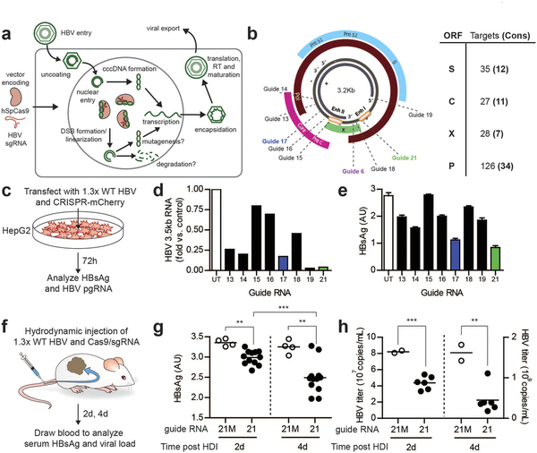 攻克乙肝不是梦，基因编纂靶向“剪怯妆乙肝病毒