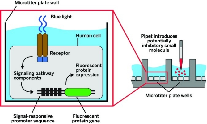 幼分子药物筛选