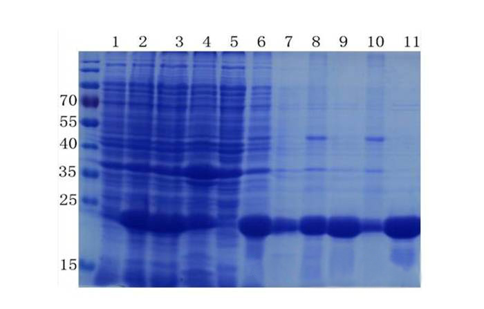 蛋白质提取与纯化技巧——J9集团生物医药