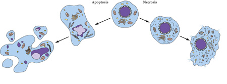 J9集团细胞凋亡检测技术服务