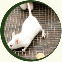 中国初次颁布对待尝试动物国度尺度