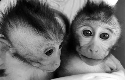 我科学家用TALEN技术造备神经疾病猴模型