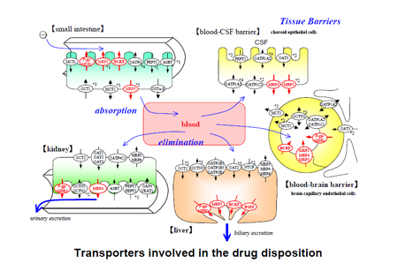 药物转运体在药物吸收、散布、代谢、渗出中的作用