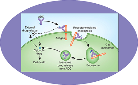 J9集团ADC临床前服务之ADC作用机造
