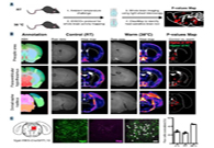 减肥药对准新靶点，强效减肥药即将来袭？