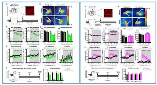对神经元的激活会削减棕色脂肪产能，削减身段活动，从而抑造能量的亏损；相反，抑造神经元会提高能量的亏损。