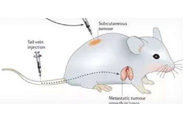 围观:临床前幼鼠模型若何？