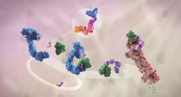 蛋白降解剂（多色）结合了1个靶蛋白（绿色）和1个E3泛素衔接酶（蓝色），驱动基于蛋白酶体（橙色）的靶蛋白泛素化（紫色）和降解。