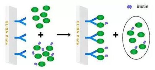 图1 游离药物与象征药物竞争的Assay模式