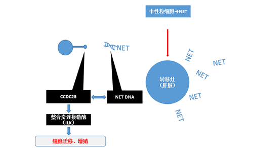 除了单纯的捕获，NET DNA与CCDC-25的结合还加强了癌细胞的侵袭行为，推进了癌症的肝转移。