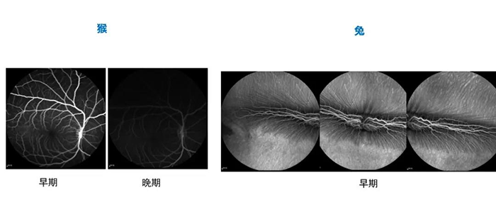 猴和兔分歧时期的眼底荧光造影（FA）