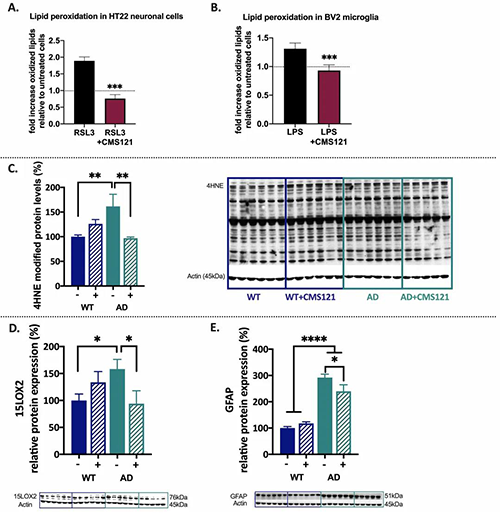 CMS121削减脂质过氧化并拥有抗炎个性