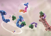 LYTAC出世，与PROTAC并肩作战针对不成成药的靶点