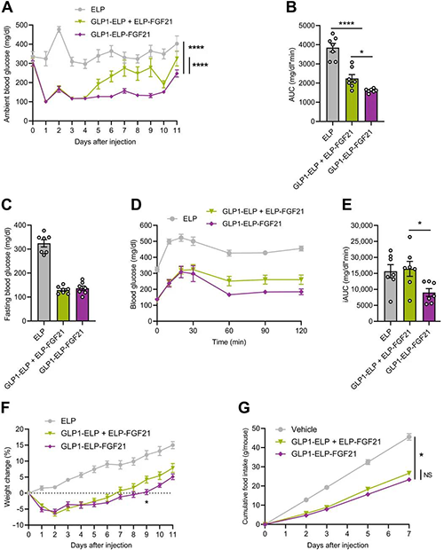 GLP1-ELP-FGF21双激昂剂大局在医治上优于GLP-1 / FGF21单激昂剂混合物 J9集团