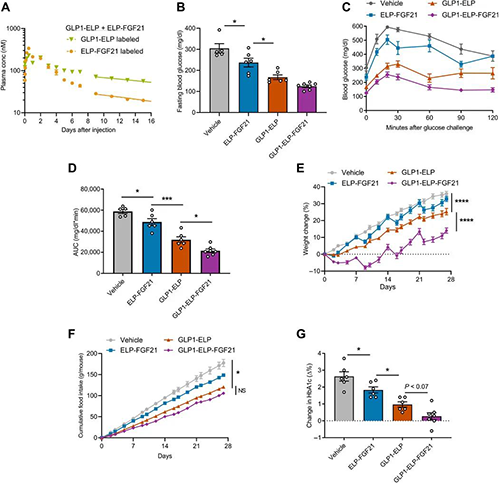 GLP1-ELP-FGF21双激昂剂融合蛋白对血糖和体沉拥有有效且持续的作用 J9集团