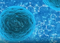 攻克三阴性乳腺癌，蜜蜂毒液竟是关键？