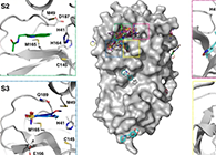【Nature子刊】国际团队结合力量，加快基于COVID-19结构的药物设计！