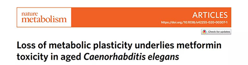 在线虫和人类原代细胞中，当在其寿命晚期提供二甲双胍时，二甲双胍会缩短寿命，这与二甲双胍在年轻生物体中的积极作用相反。