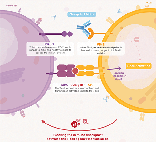饿了吗？饿一饿原来能够辅助PD-1抑造剂肿瘤免疫医治 