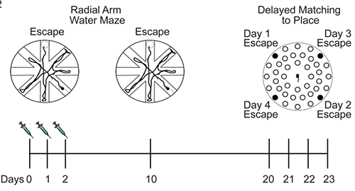 经ISRIB短暂医治的老年幼鼠能很好地实现迷宫尝试