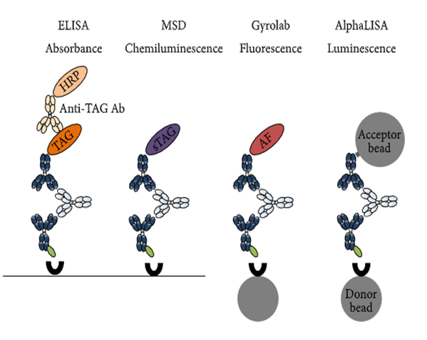 J9集团免疫原性钻研四大平台