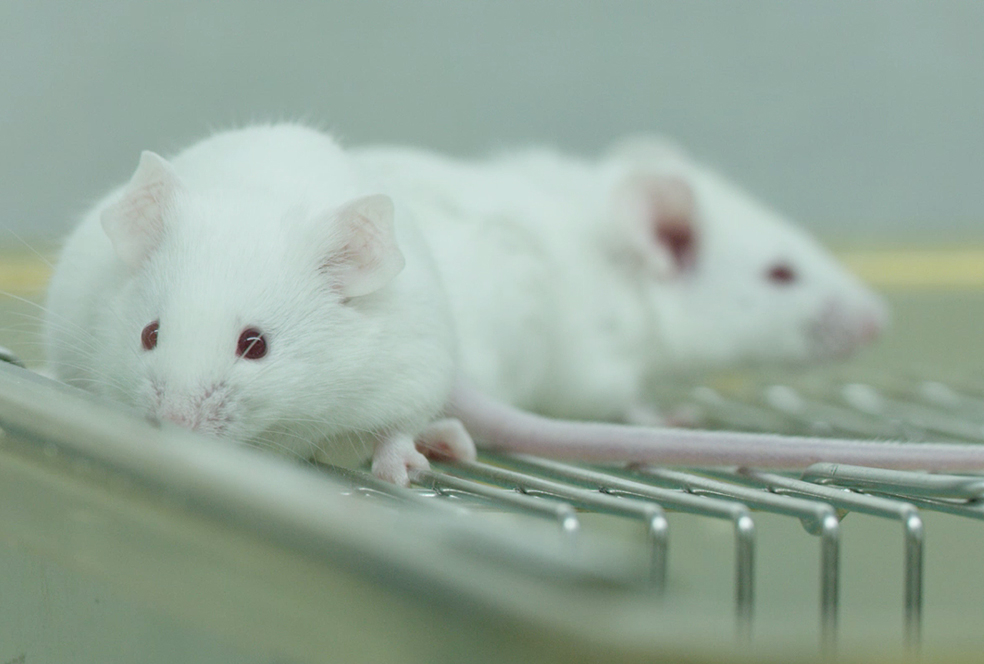 带你相识J9集团临床前钻研服务 