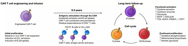 CAR-T疗法持久起效的示意图.jpg
