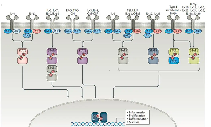 JAKs和STATs是很多细胞因子受体系统的沉要组成部门.png