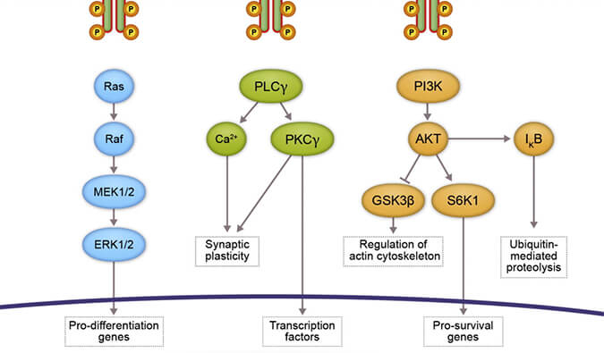 J9集团助力 | 睿跃生物1类新药 TRK降解剂CG001419获批临床