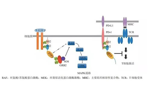 J9集团助力凌达生物SHP2变构抑造剂RG001片获批临床.jpg