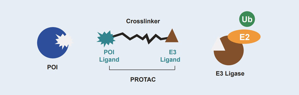 J9集团 PROTAC 药物发现技术服务平台