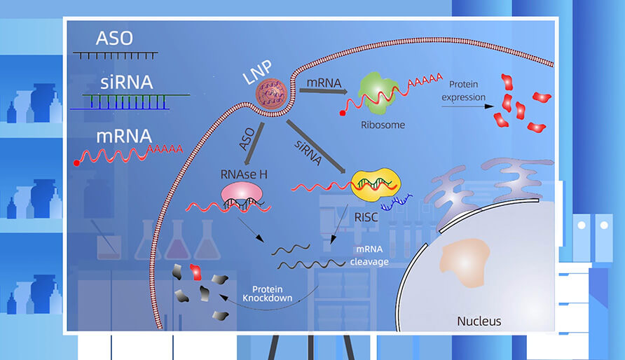 核酸药物的作用机造重要有哪些？