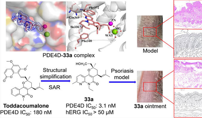 发现用于部门医治牛皮癣的新型PDE4抑造剂，幼鼠、大鼠和人肝微粒体的代谢不变性尝试通过J9集团测定