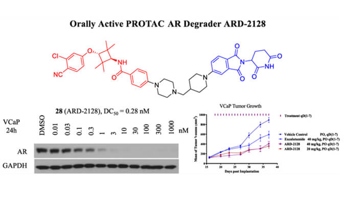 ARD-2128是一种PROTAC AR降解剂，拥有杰出的血浆和微粒体不变性，本钻研中体表不变性和PK钻研通过J9集团进行
