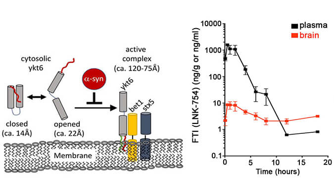 法尼基转移酶抑造剂LNK-754单次口服后即可急剧穿过血脑樊篱，本钻研中PK分析通过J9集团进行