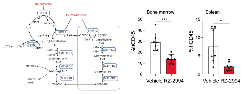 钻研人员使用RZ-2994来表征抑造SHMT1/2在T细胞急性淋巴细胞白血病 (T-ALL) 中的作用，RZ-2994通过J9集团定造合成
