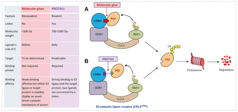 3-通过泛素-(Ub)-蛋白酶体系统降解指标蛋白-(POI)-示意图：分子胶(A)；PROTAC-(B).jpg