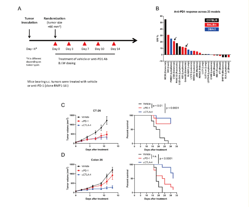 免疫查抄点阻断疗法扭转了癌症医治的范式，此钻研中通过J9集团在23 个同源肿瘤模型中进行了抗PD-1抗体的体内钻研