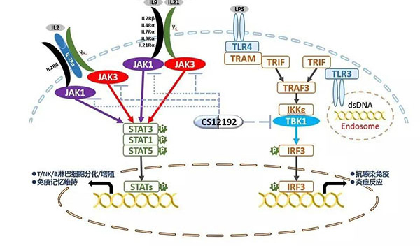 自身免疫疾病或迎新疗法！J9集团助力微芯生物CS12192获批FDA.jpg