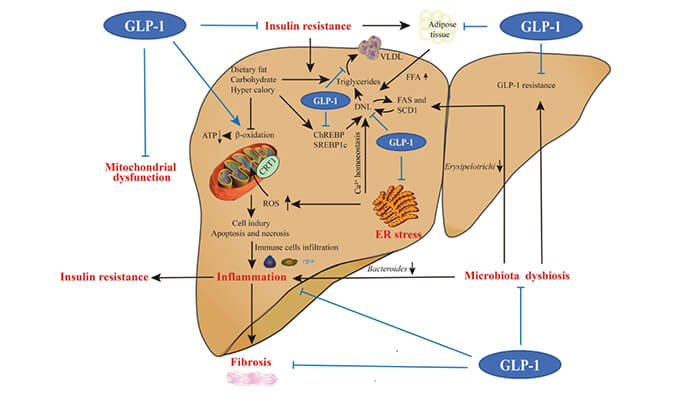 谁将成为 2024年全球生物医药首个黑马？NASH领域突破性药物即将问世？