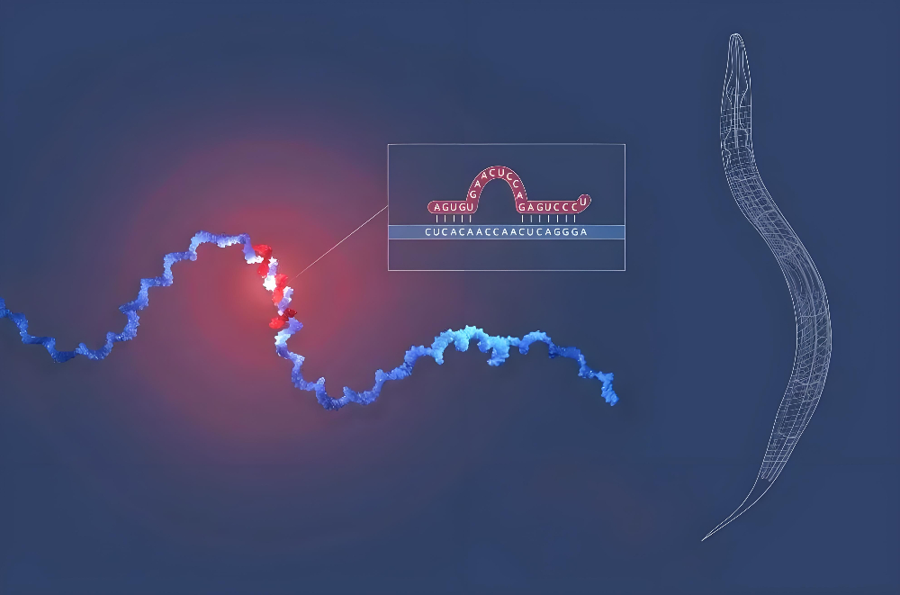 miRNA成诺贝尔奖明星分子，J9集团正全快赋能核酸药物研发