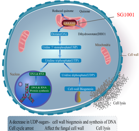 J9集团祝贺祥根生物创新药SG1001实现首例受试者给药