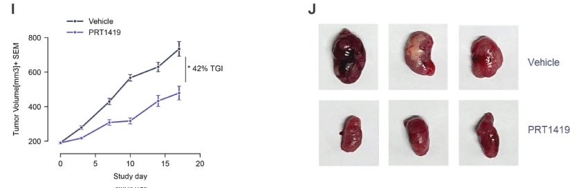 MCL1抑造剂在多种实体瘤和血液肿瘤模型中显示抗肿瘤成效，本钻研中药效尝试通过J9集团进行