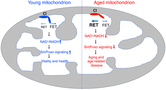 特异性RET抑造剂CPT可改善阿尔茨海默病，本钻研中CPT由J9集团化学部门合成