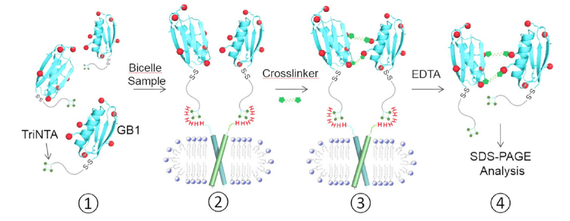 跨膜结构域寡聚体的结构测定新步骤，其中TriNTA通过J9集团合成