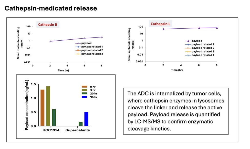 Cathepsin 介导的载荷开释-1.jpeg